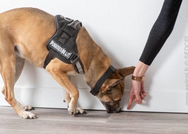 Punaises de lit, un fléau