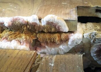 Humidité à l’intérieur des logements : un impact sur l’ensemble du bâti